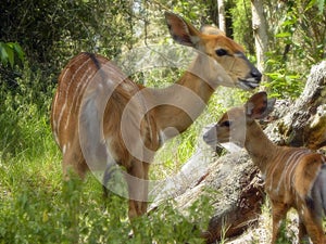 Bushbuck with baby