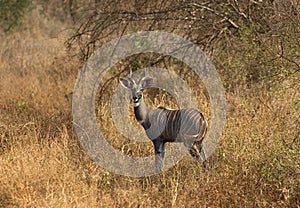 Bushbuck, bosbok, Tragelaphus scriptus