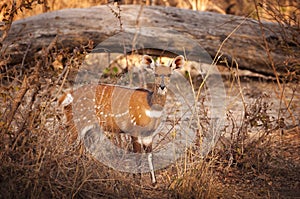 Bushbuck in the Buffalo National Park in the Caprivi Strip, Namibia photo