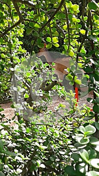 Bushbuck in bush