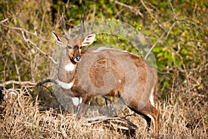 Bushbuck in the bush