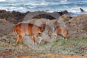 Bushbuck and calve photo