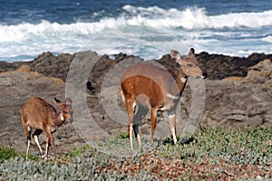 Bushbuck and calve 2 photo