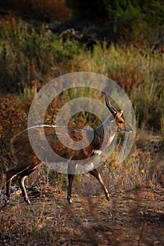 Bushbuck in countryside photo