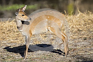 Bushbuck doe walking along the edge of pond eating grass