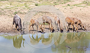 Bushbuck drinking water