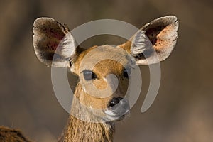 Bushbuck ewe photo