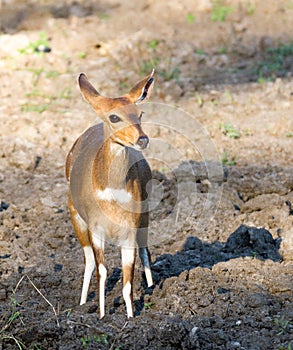 Bushbuck ewe in Kruger Park approaching a waterhole