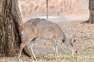 Bushbuck ewe, Tragelaphus scriptus, grazing photo