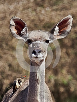 Bushbuck female with Oxpecker on her back