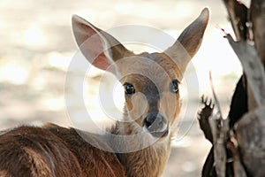 Bushbuck photo