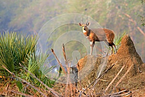Bushbuck in the Gorongosa National Park photo