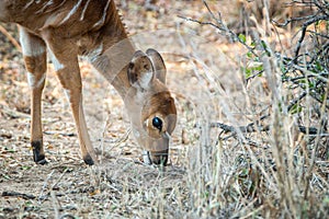 Bushbuck grazing in the Kruger.