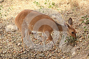 Bushbuck grazing in the Kruger National Park, South Africa