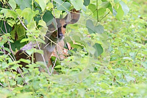 Bushbuck hiding from predators on savanna