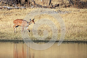 Bushbuck or the imbabala Tragelaphus sylvaticus on the banks of the waterhole. A small hunted forest antelope walks along the