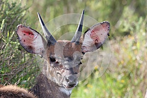Bushbuck Infested with Ticks