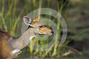 Bushbuck in Kruger National park, South Africa