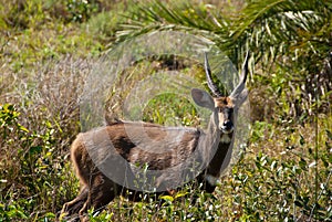 Bushbuck portrait