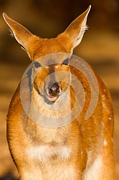 Bushbuck Portrait