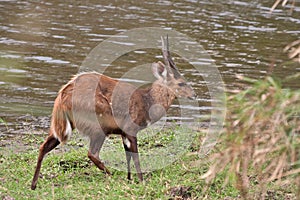 Bushbuck ram