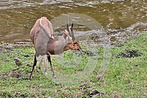 Bushbuck ram photo