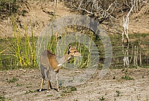 Bushbuck standing in the riverbank in Kruger Park