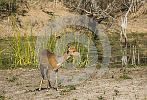 Bushbuck standing in the riverbank in Kruger Park photo