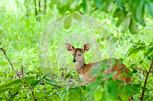 Bushbuck in Thicked photo