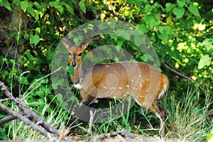 Bushbuck (Tragelaphus scriptus)