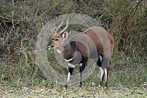 Bushbuck (Tragelaphus scriptus)