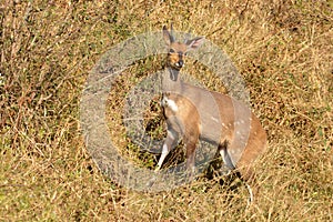 Bushbuck (Tragelaphus scriptus)