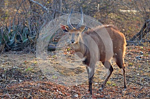 Bushbuck (Tragelaphus scriptus)