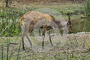 Bushbuck (Tragelaphus scriptus)