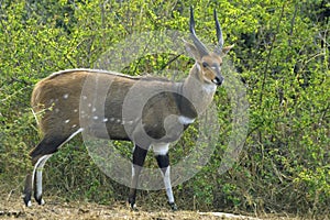 Bushbuck {Tragelaphus Scriptus} photo