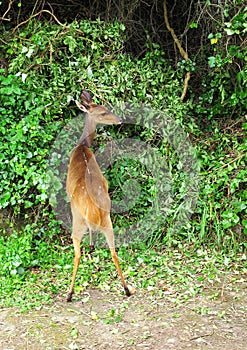 Bushbuck at Tsitsikamma National Park, South Africa