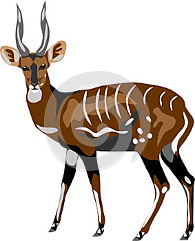 Bushbuck vector illustration photo