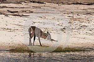 Bushbuck at the wetlands at the chobe river Botswana in africa