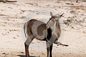 Bushbuck at the wetlands at the chobe river in Botswana in africa