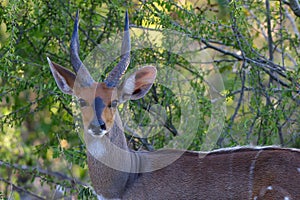 Bushbucks or imbabala Tragelaphus sylvaticus on the bush.Portrait of a forest antelope and beautiful horns. Portrait of a rare