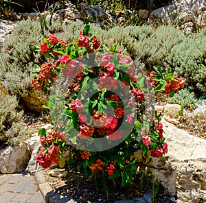Bushe with red flowers in a park