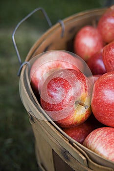 Bushel of apples