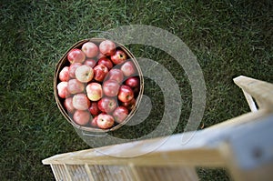 Bushel of apples
