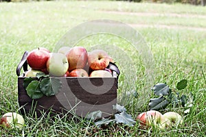Bushel of Apples At Orchard photo