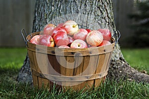 Bushel of apples under tree