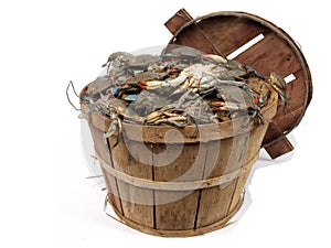 Bushel basket of crabs 3