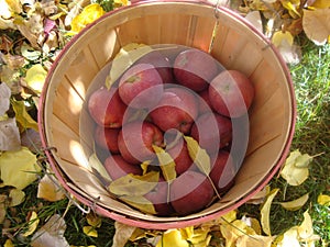 Bushel Basket of Red Apples