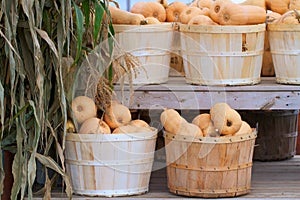 Bushel baskets of butternut squash