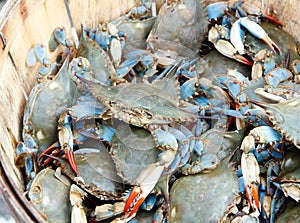 Bushel of blue claw crabs photo