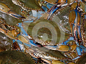 Bushel of Blue Crabs photo